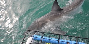 8. The Great White Shark Capital of the World - Gansbaai (Image by Sharklady Adventures)